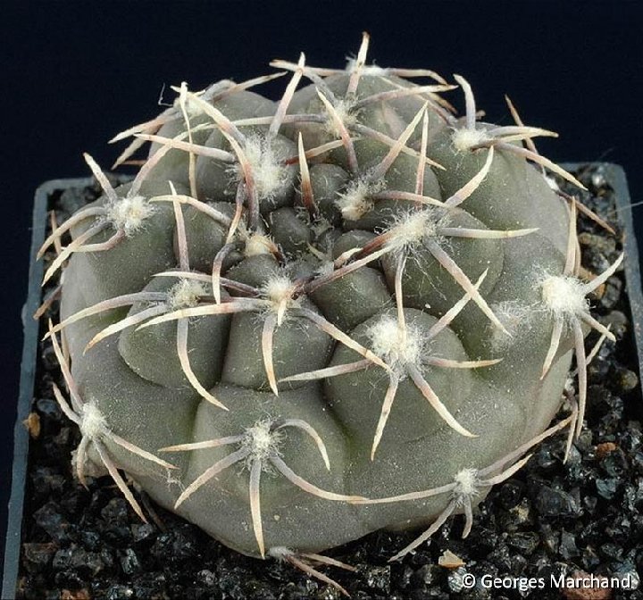 Gymnocalycium albiareolatum ©G.Marchandcoll